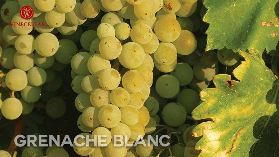 giống nho Black Grenache, 