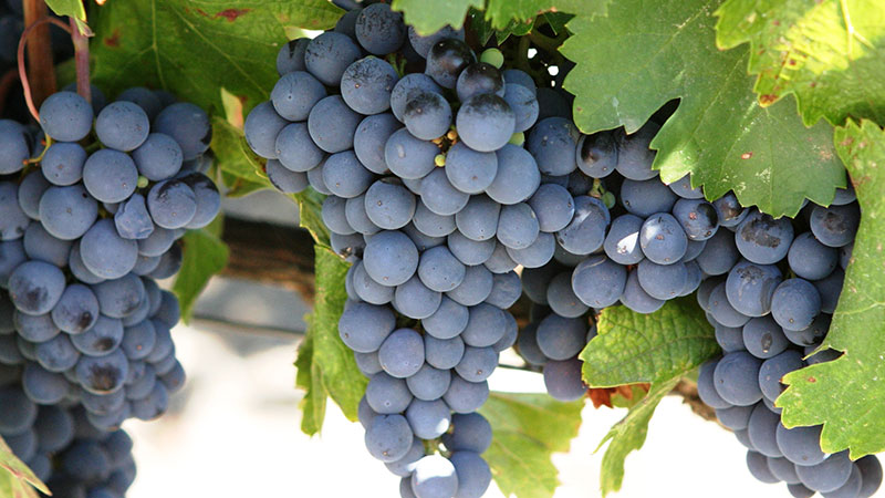 Nho-Cabernet-Sauvignon