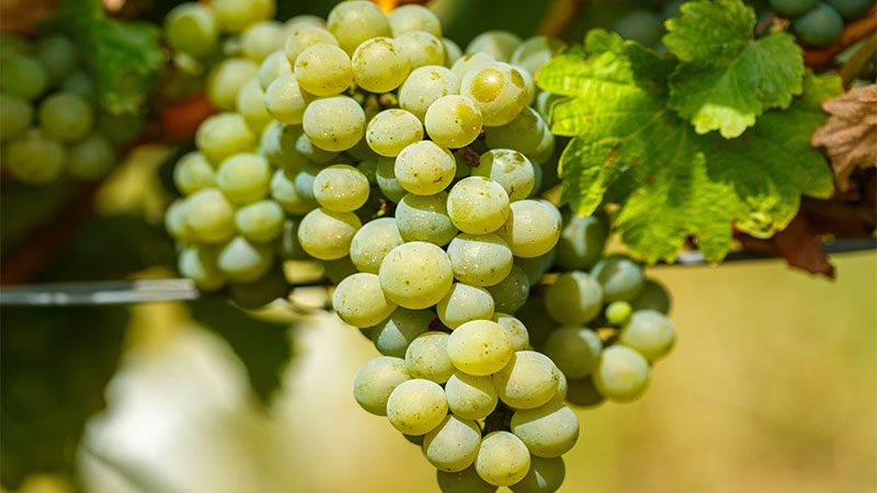 Nho Chardonnay