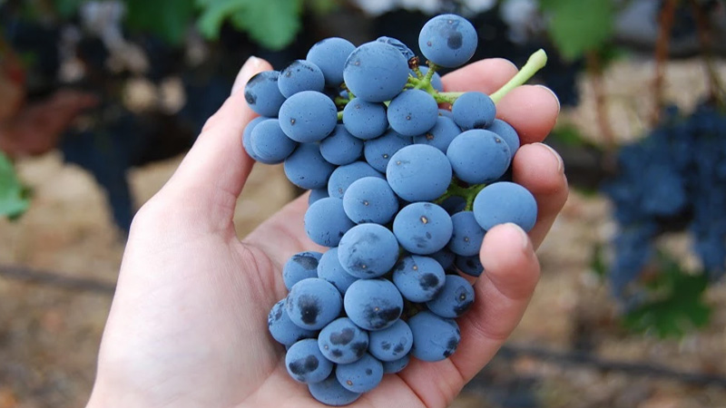 Nho-Merlot