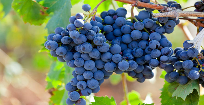 Nho-Syrah