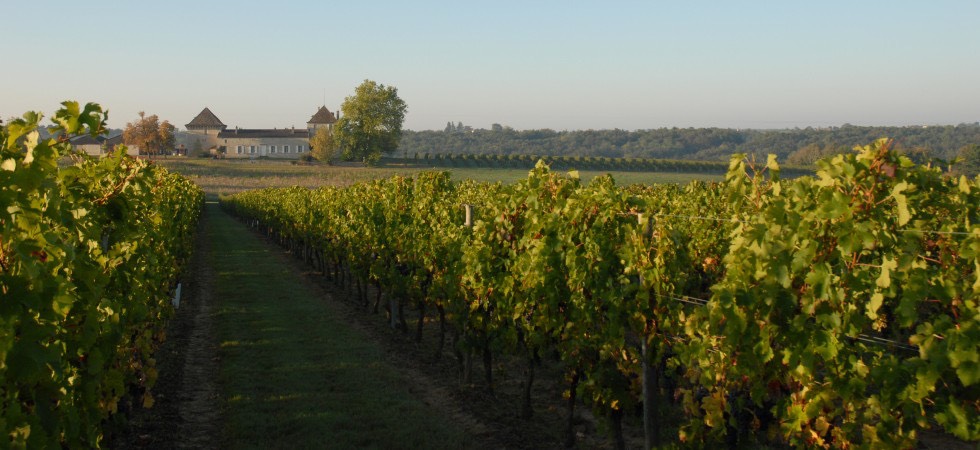 nơi trồng nho vùng bordeaux 